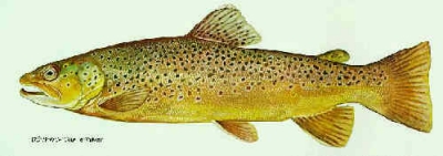 brown trout colorado