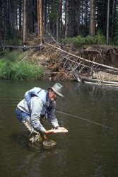 colorado fishing brown trout