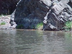 Trout Fishing Colorado