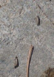 colorado caddis