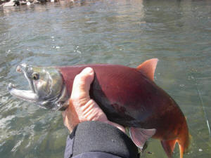 Kokanee on East River in Colorado