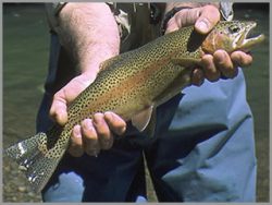Colorado Trout Fishing Lake Fork