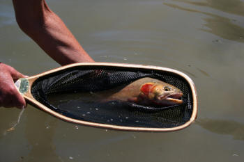 Colorado Trout Fishing North Park