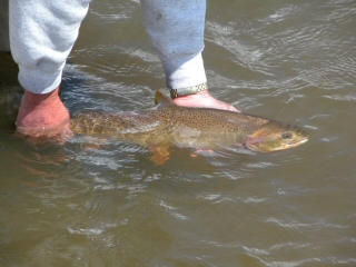 Steamboat Lake Colorado Cutthroat