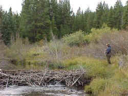 beaver pond st. louis creek Colorado