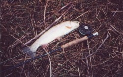 Colorado trout