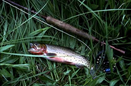 Colorado Fishing Network High Country Trout