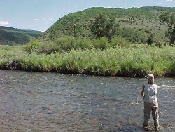 Colorado Fishing Network: White River